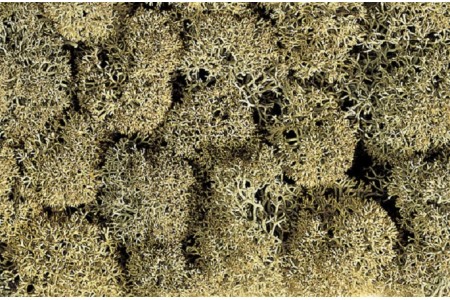 Muschi de toamna, gri Noch 35g, cod. 08600