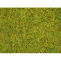 Fire iarba de vara 2,5mm, 50g