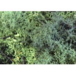 Muschi verde  Noch 35g, decoratiune diorama